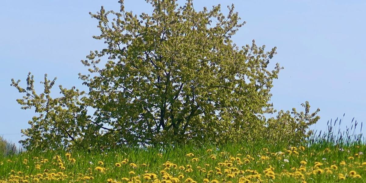 Frühling